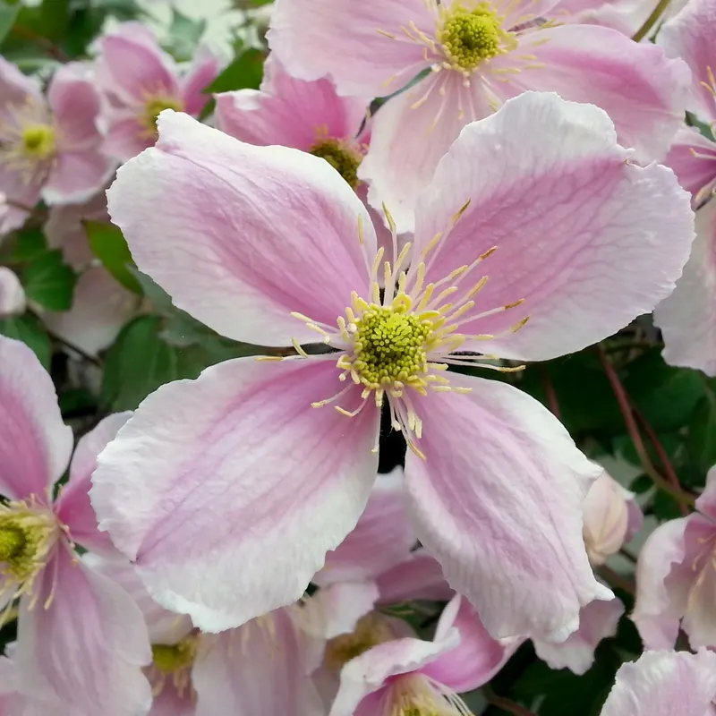 Anemone Clematis (Clematis Montana) — Its medium green, trifoliate leaves create a lush backdrop; ideal for trellises and fences, it suits USDA, image 55