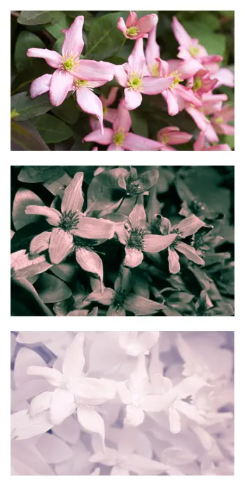 Anemone Clematis (Clematis Montana) — four-petaled flowers that span approximately 2 to 3 inches across; fast-growing deciduous vine renowned for its