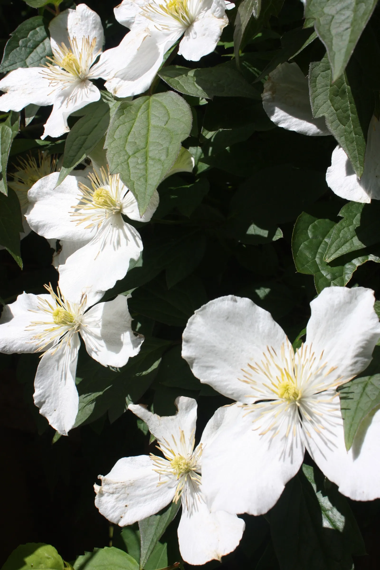 Anemone Clematis (Clematis Montana) — this species produces a profusion of sweetly-scented; fragrant four-petaled flowers