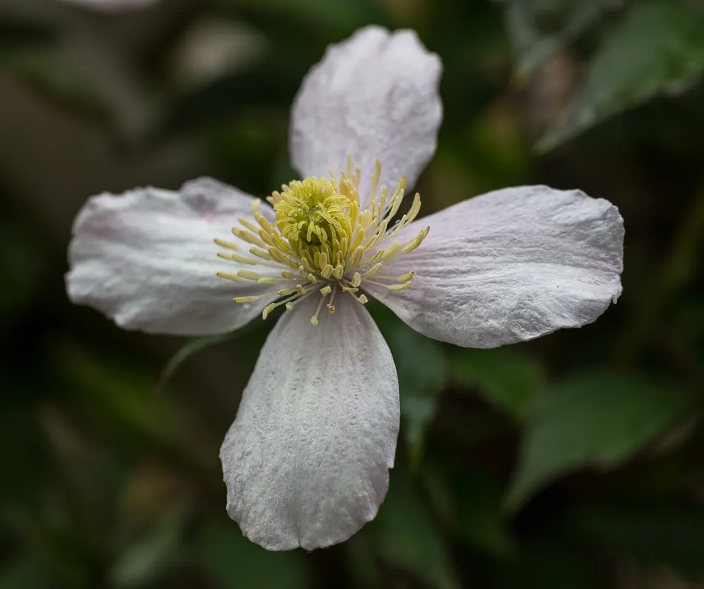 Anemone Clematis (Clematis Montana) — scientifically known as Clematis montana; each spanning 2-3 inches across, image 58