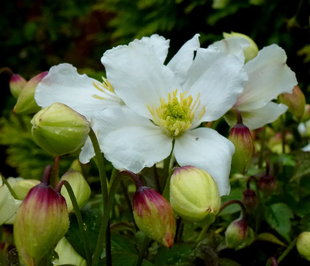 Anemone Clematis (Clematis Montana) — The Anemone Clematis (Clematis montana) is a vigorous climbing vine; in late spring to early summer