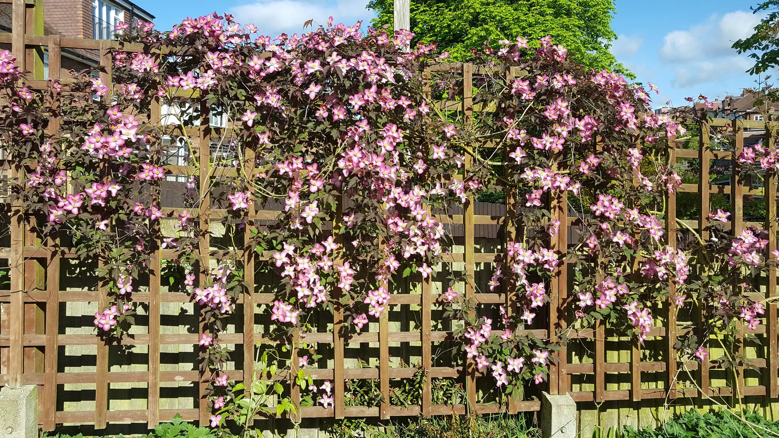 Anemone Clematis (Clematis Montana) — multi-colored and pink and white flowers in the garden