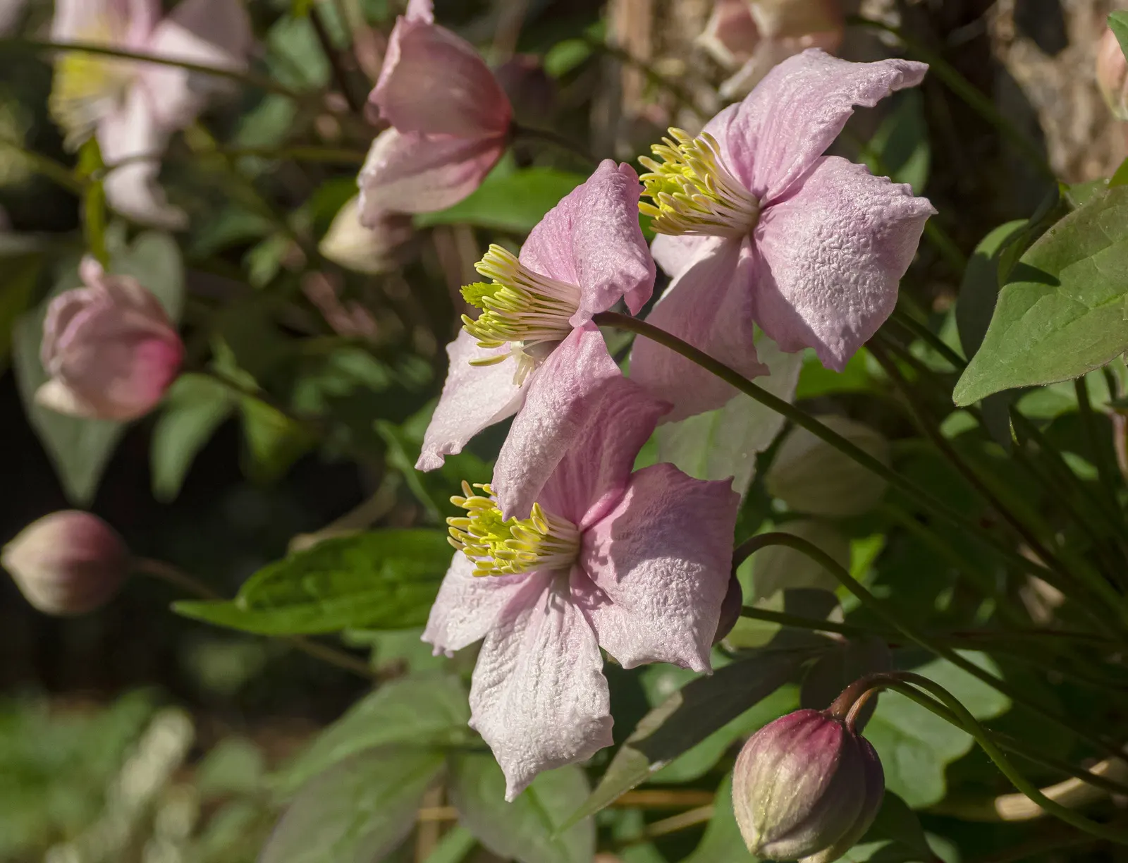 Anemone Clematis (Clematis Montana) — scientifically known as Clematis montana
