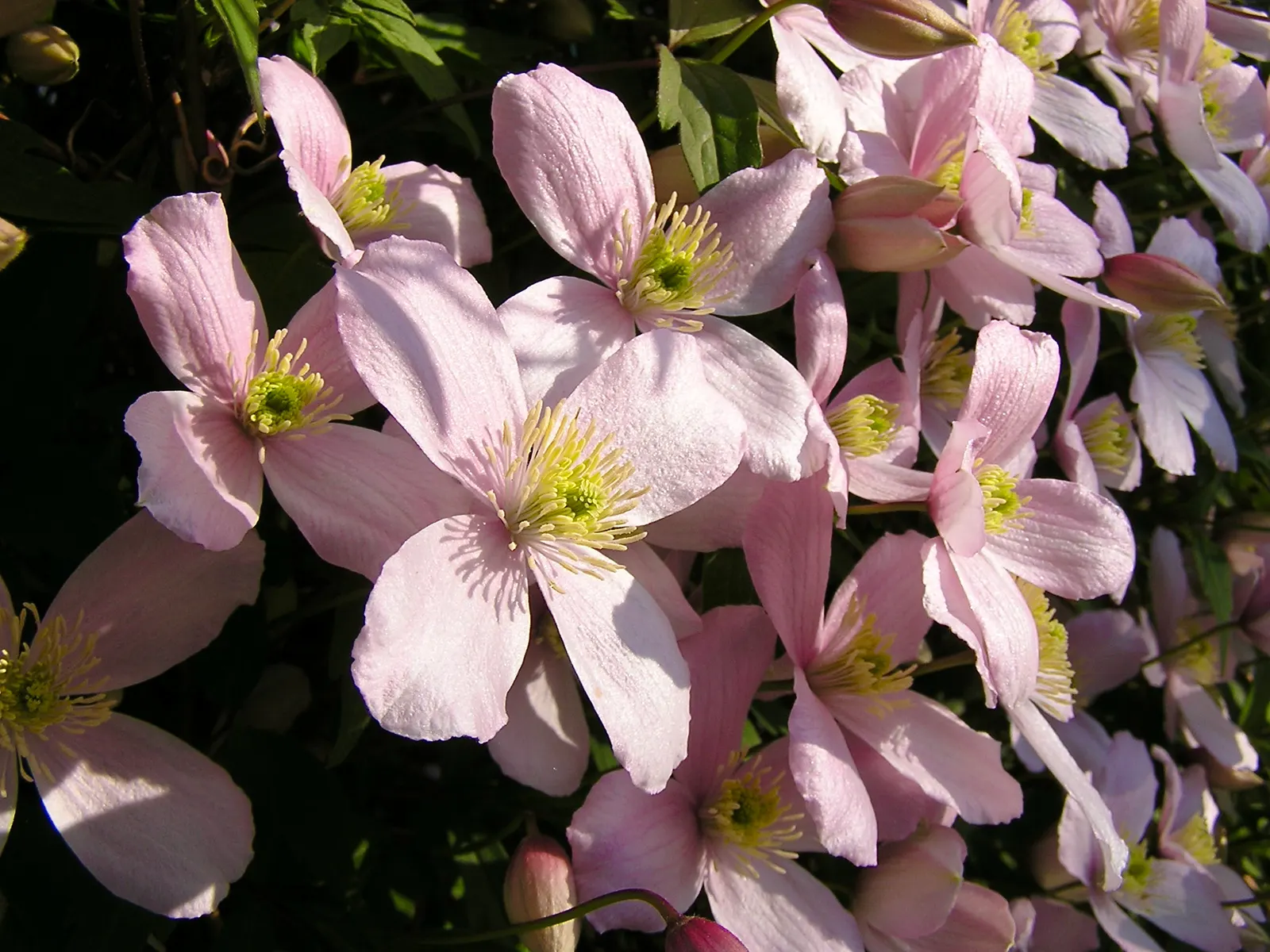 Anemone Clematis (Clematis Montana) — fast-growing deciduous vine renowned for its exceptional vigour and abundance of blooms; desirable for its ornamental