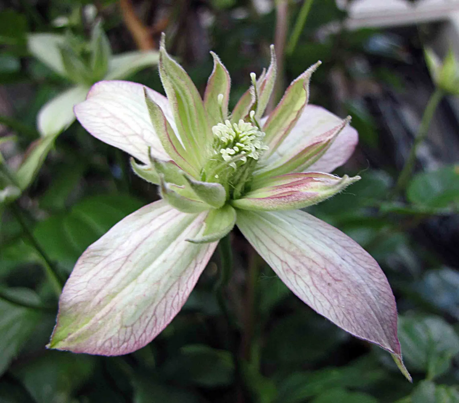 Anemone Clematis (Clematis Montana) — Ideal for trellises and fences, it suits USDA zones 6-9, preferring well-drained soil and moderate watering