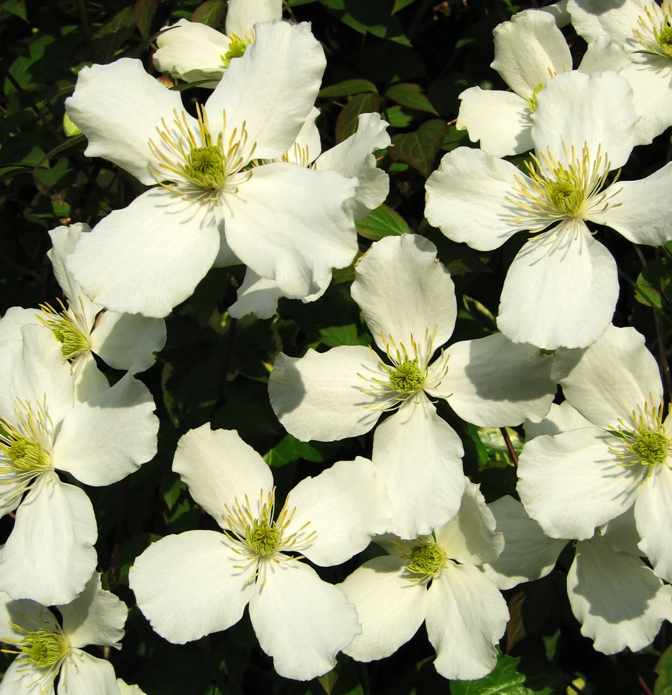 Anemone Clematis (Clematis Montana) — with a spread of about 6 to 10 feet