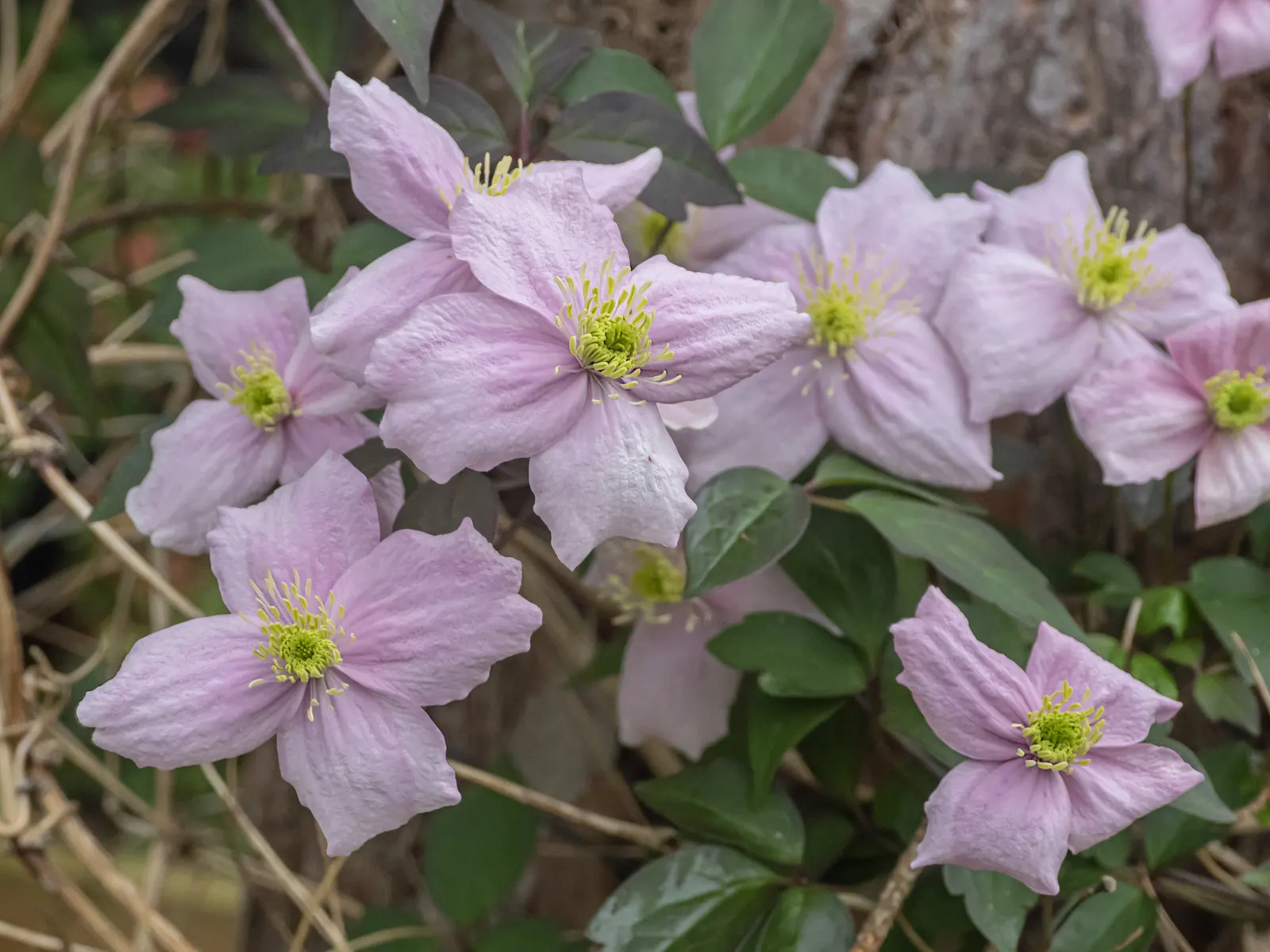 Anemone Clematis (Clematis Montana) — multi-colored and pink and white flowers in the garden; scientifically known as Clematis montana