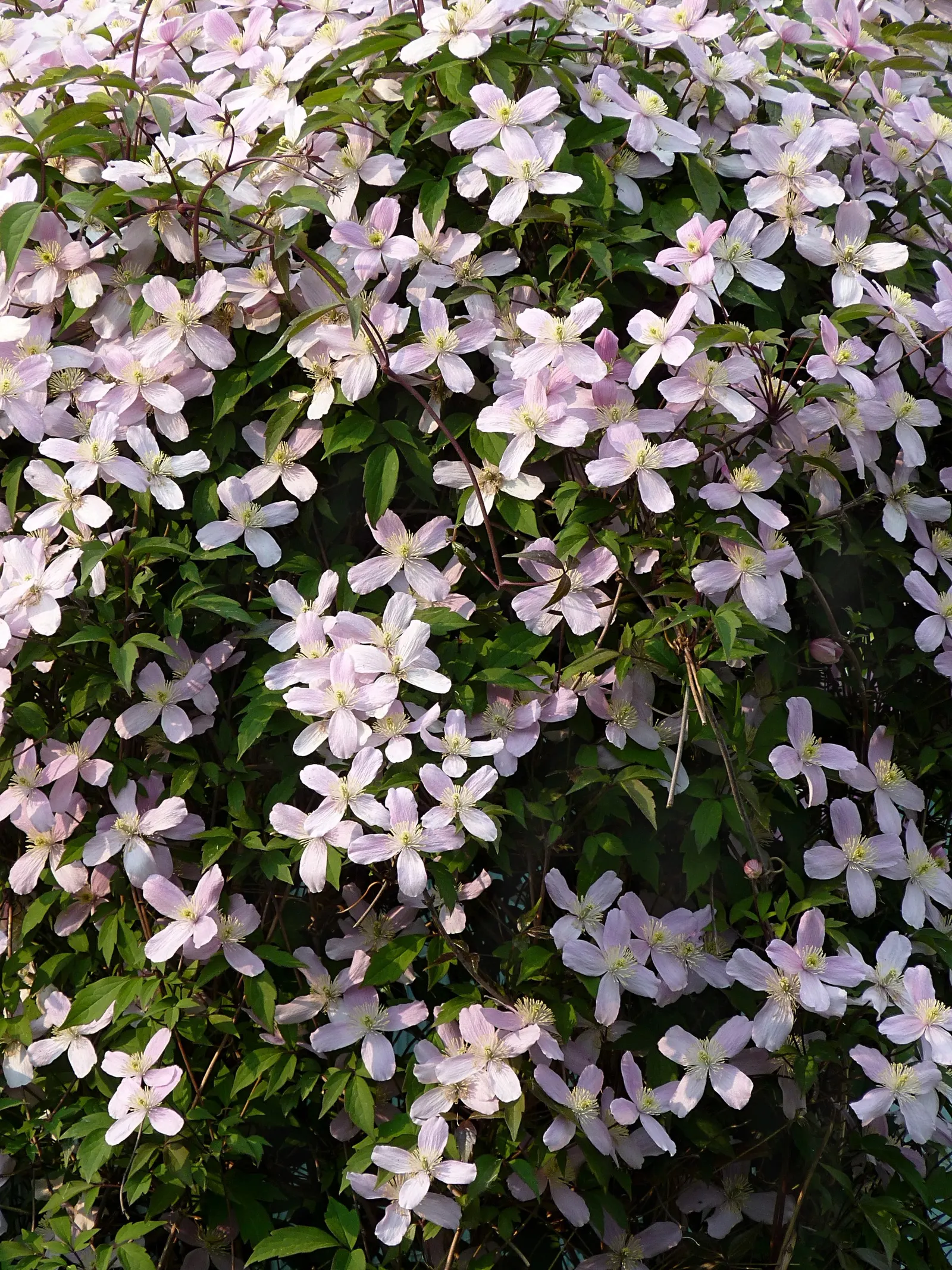 Anemone Clematis (Clematis Montana) — textured leaves.<br><br>When integrating Anemone Clematis into a garden setting