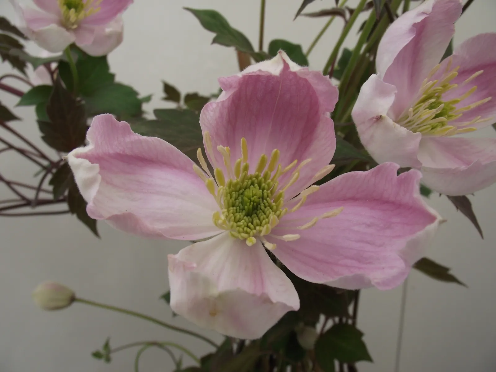 Anemone Clematis (Clematis Montana) — each spanning 2-3 inches across