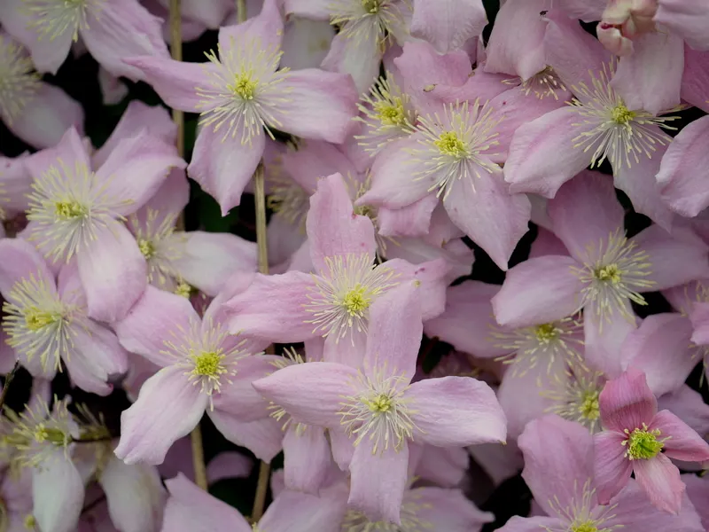 Anemone Clematis (Clematis Montana) — Ideal for trellises and fences, it suits USDA zones 6-9, preferring well-drained soil and moderate watering; it is an
