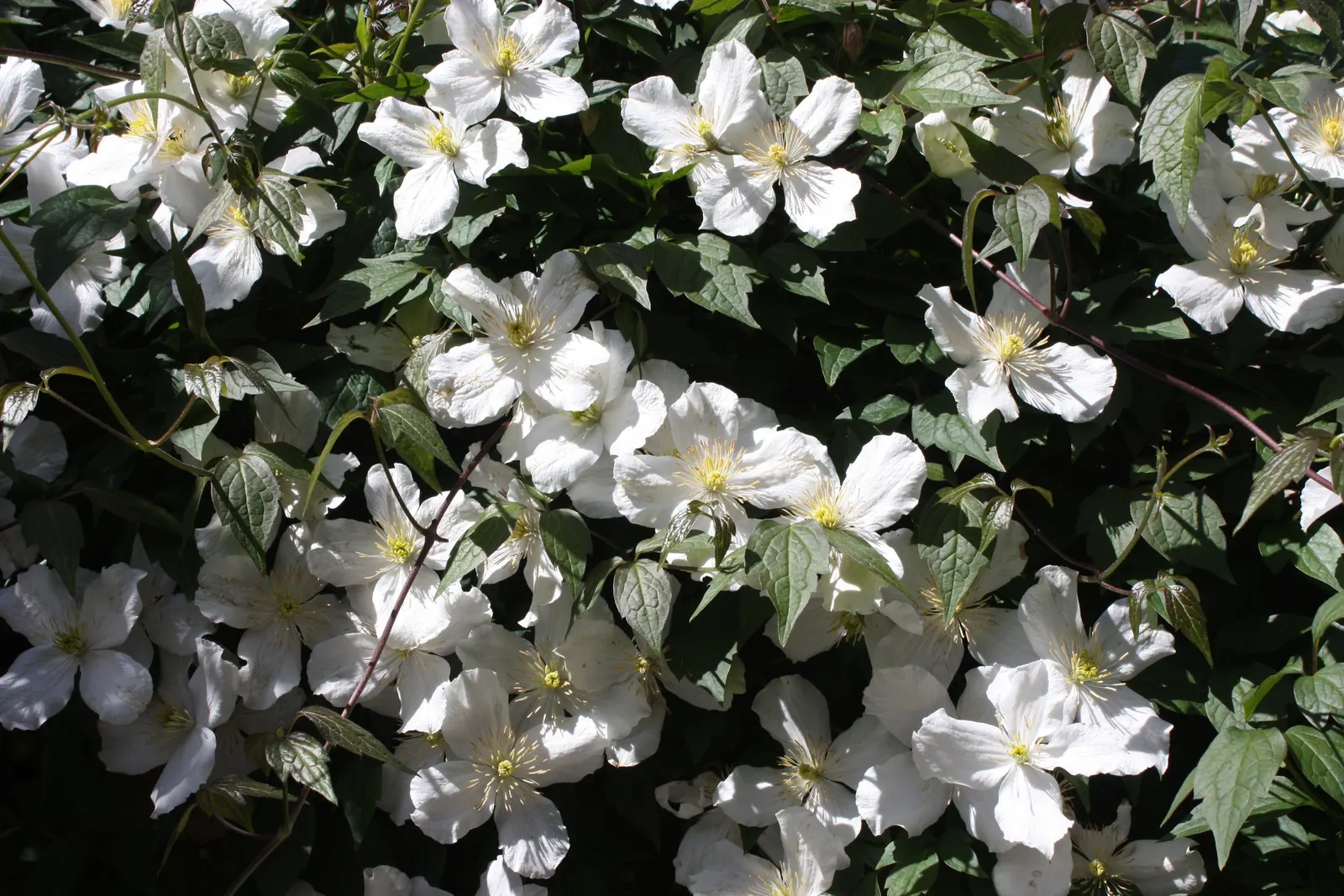 Anemone Clematis (Clematis Montana) — Clematis montana can reach impressive lengths of up to 20 to 30 feet; vine with multi-colored and pink and white blooms