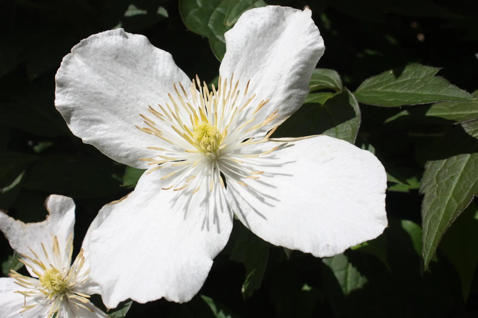 Anemone Clematis (Clematis Montana) — Its medium green, trifoliate leaves create a lush backdrop; ideal for trellises and fences, it suits USDA zones 6-9