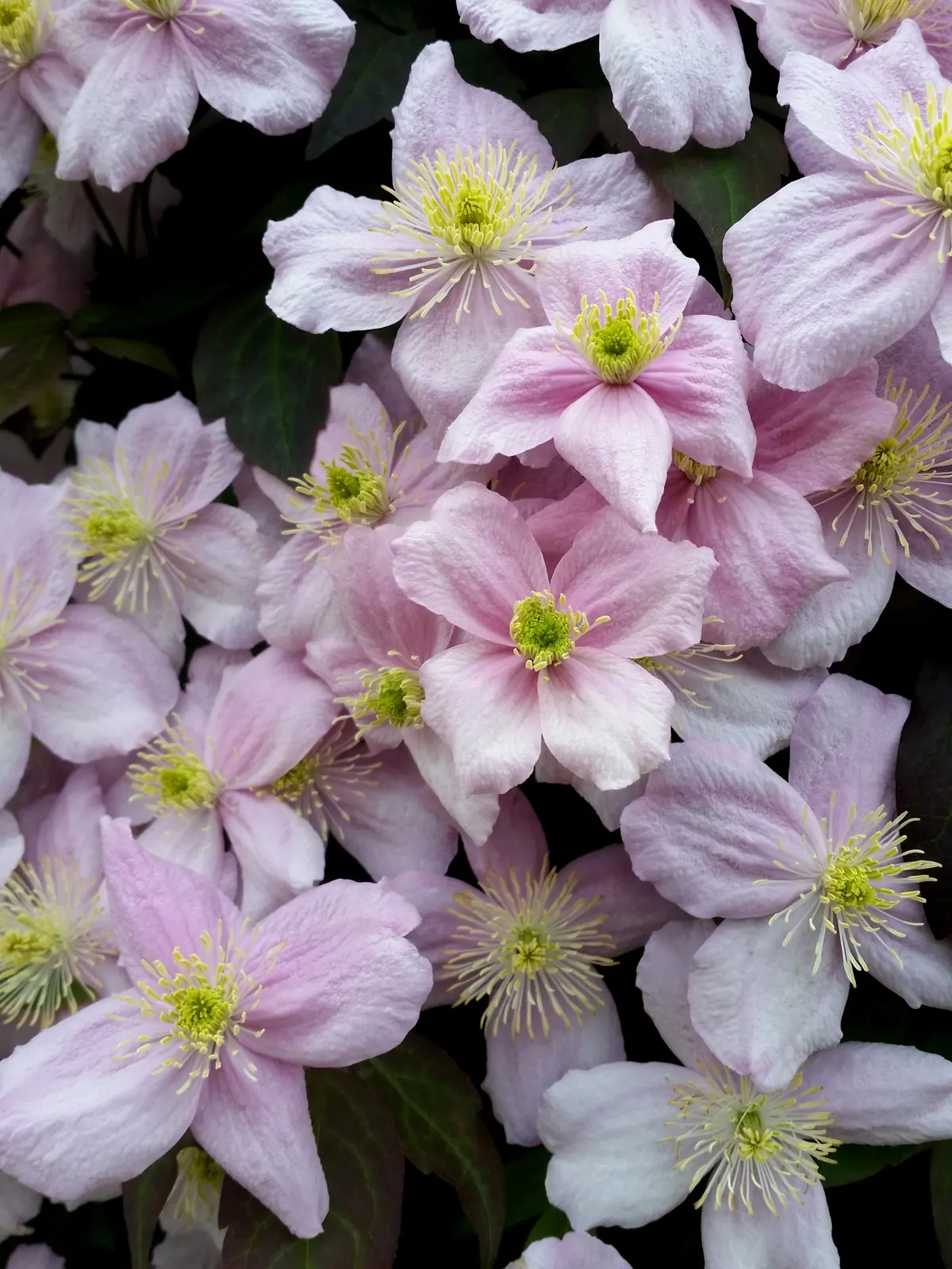 Anemone Clematis (Clematis Montana) — Desirable for its ornamental value in any landscape design; textured leaves.<br><br>When integrating Anemone Clematis