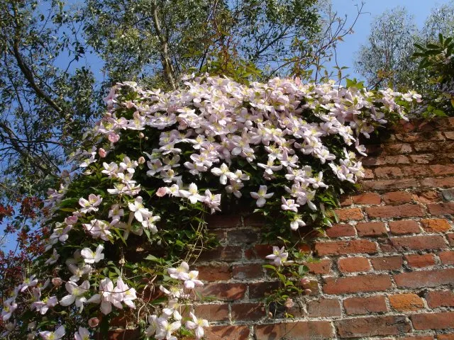 Anemone Clematis (Clematis Montana) — Clematis montana can reach impressive lengths of up to 20 to 30 feet