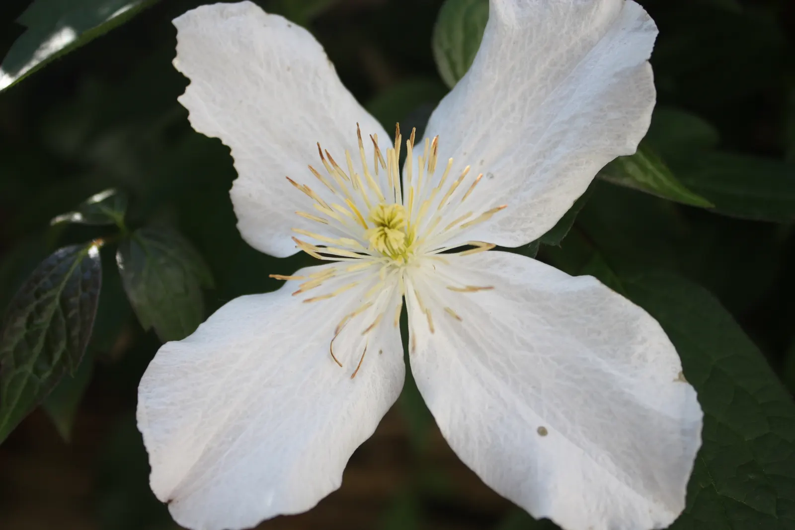 Anemone Clematis (Clematis Montana) — This hardy perennial reaches heights of 20-30 feet and thrives in full sun to part shade