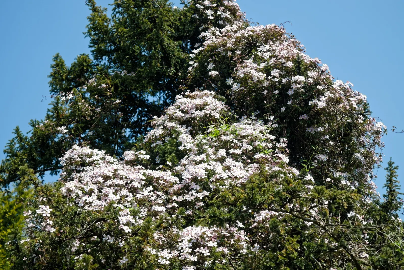 Anemone Clematis (Clematis Montana) — fragrant four-petaled flowers; clematis montana can reach impressive lengths of up to 20 to 30 feet