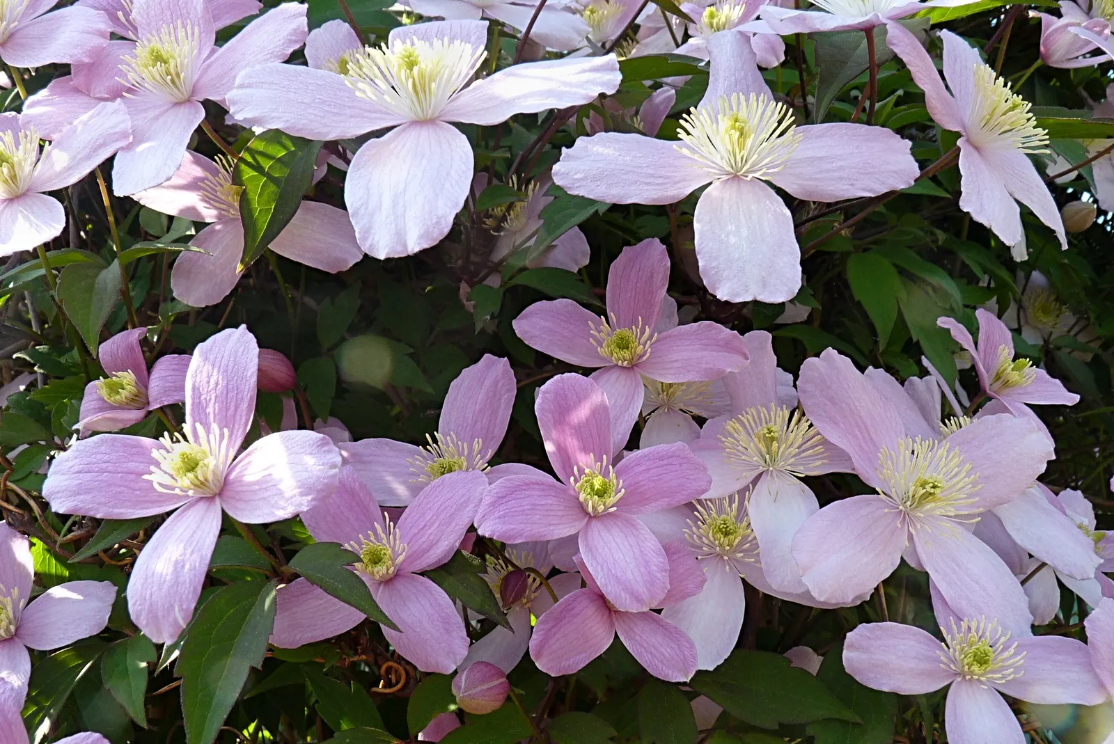 Anemone Clematis (Clematis Montana) — vine for full or half