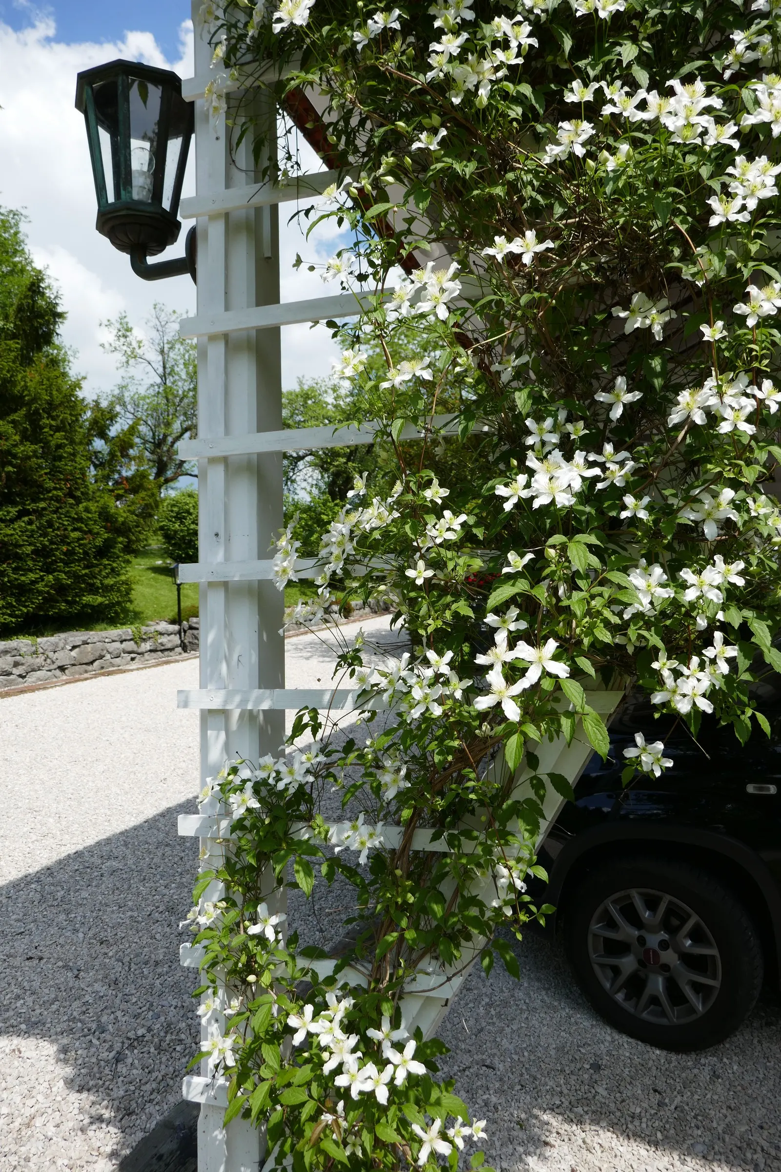 Anemone Clematis (Clematis Montana) — it is an excellent choice to bring long-lasting; providing a fuller plant and extra resilience in cold weather