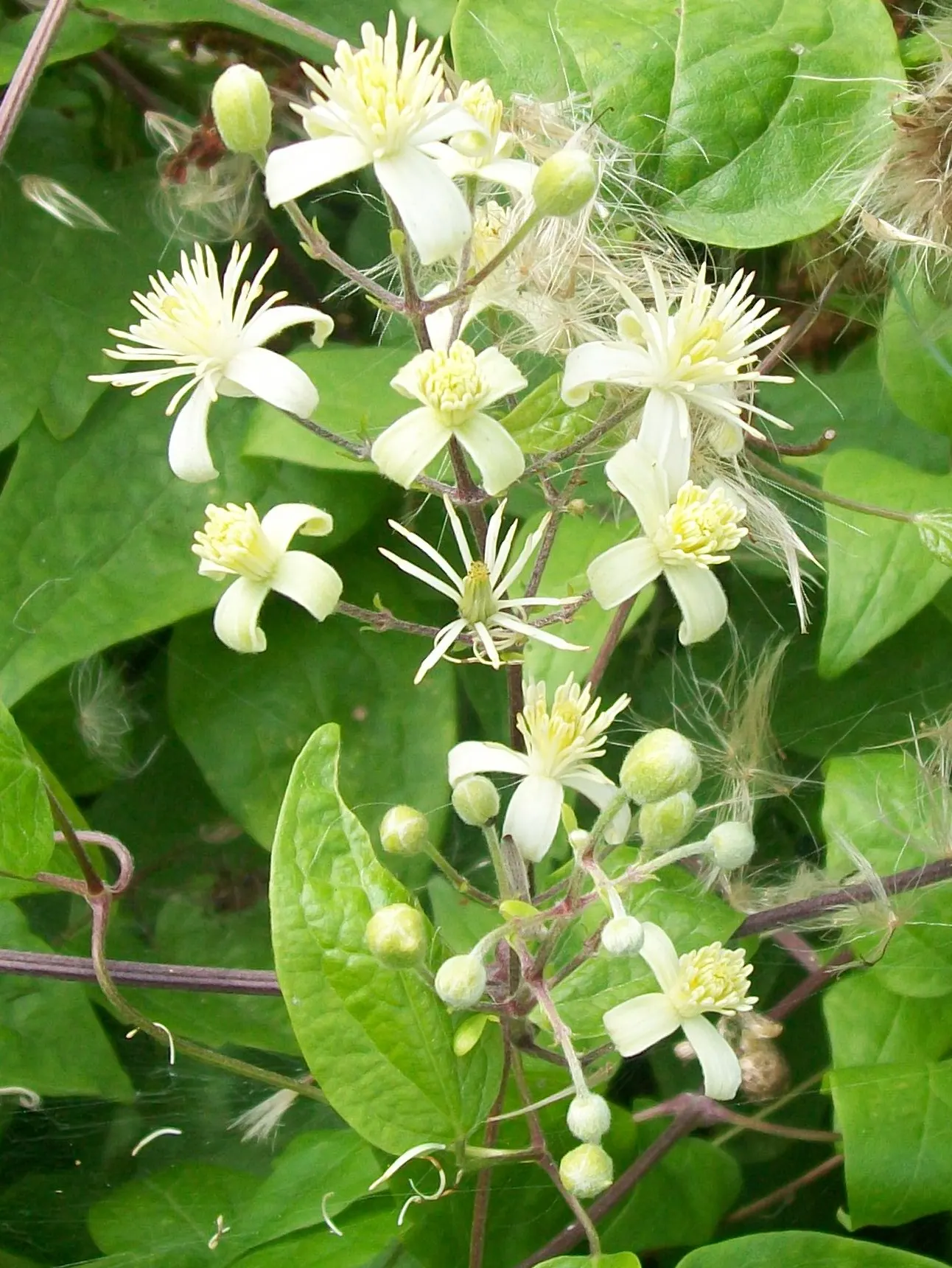 Anemone Clematis (Clematis Montana) — four-petaled flowers that span approximately 2 to 3 inches across