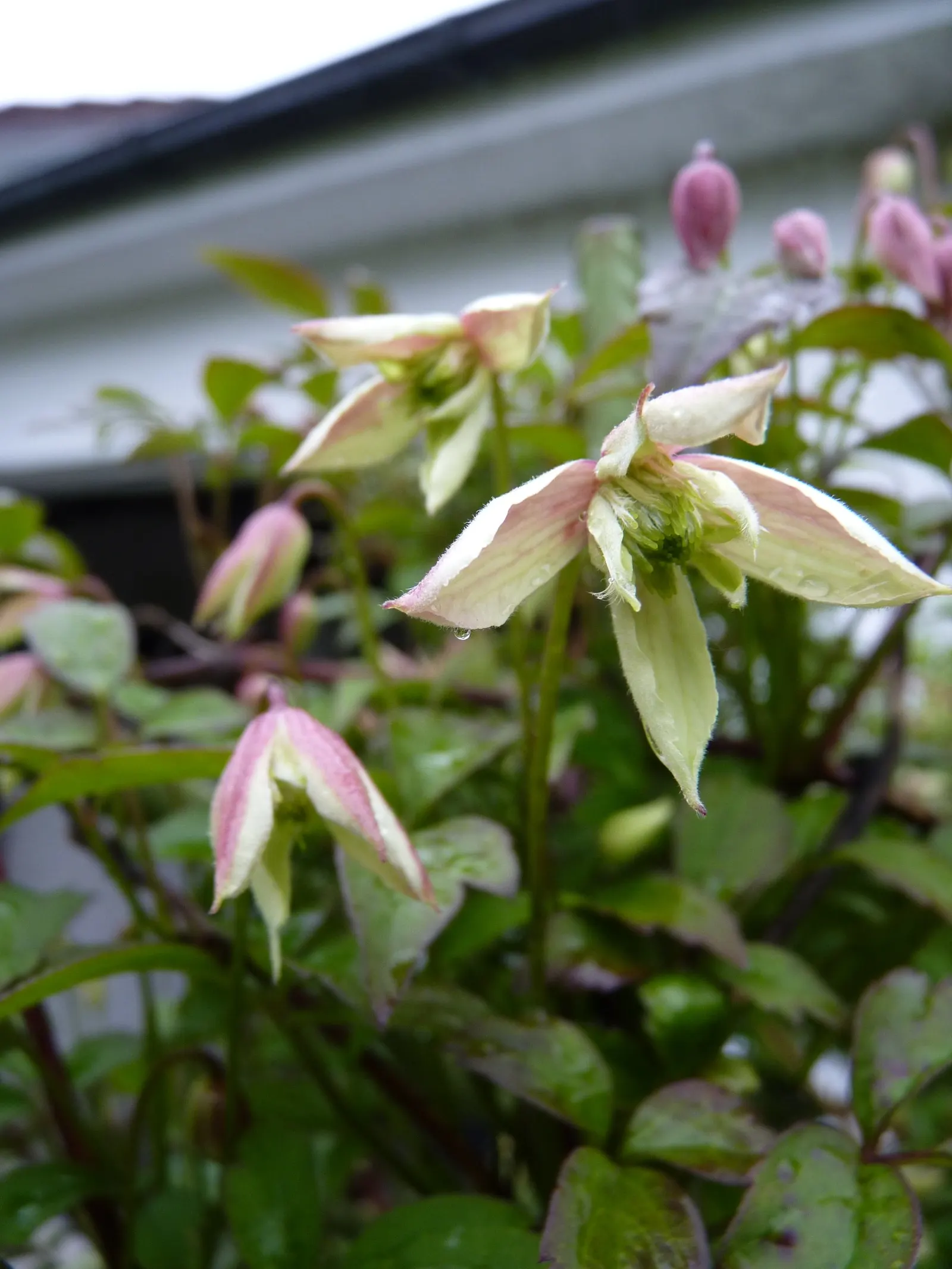 Anemone Clematis (Clematis Montana) — vertical drama to their garden; the Anemone Clematis (Clematis montana) is a vigorous climbing vine