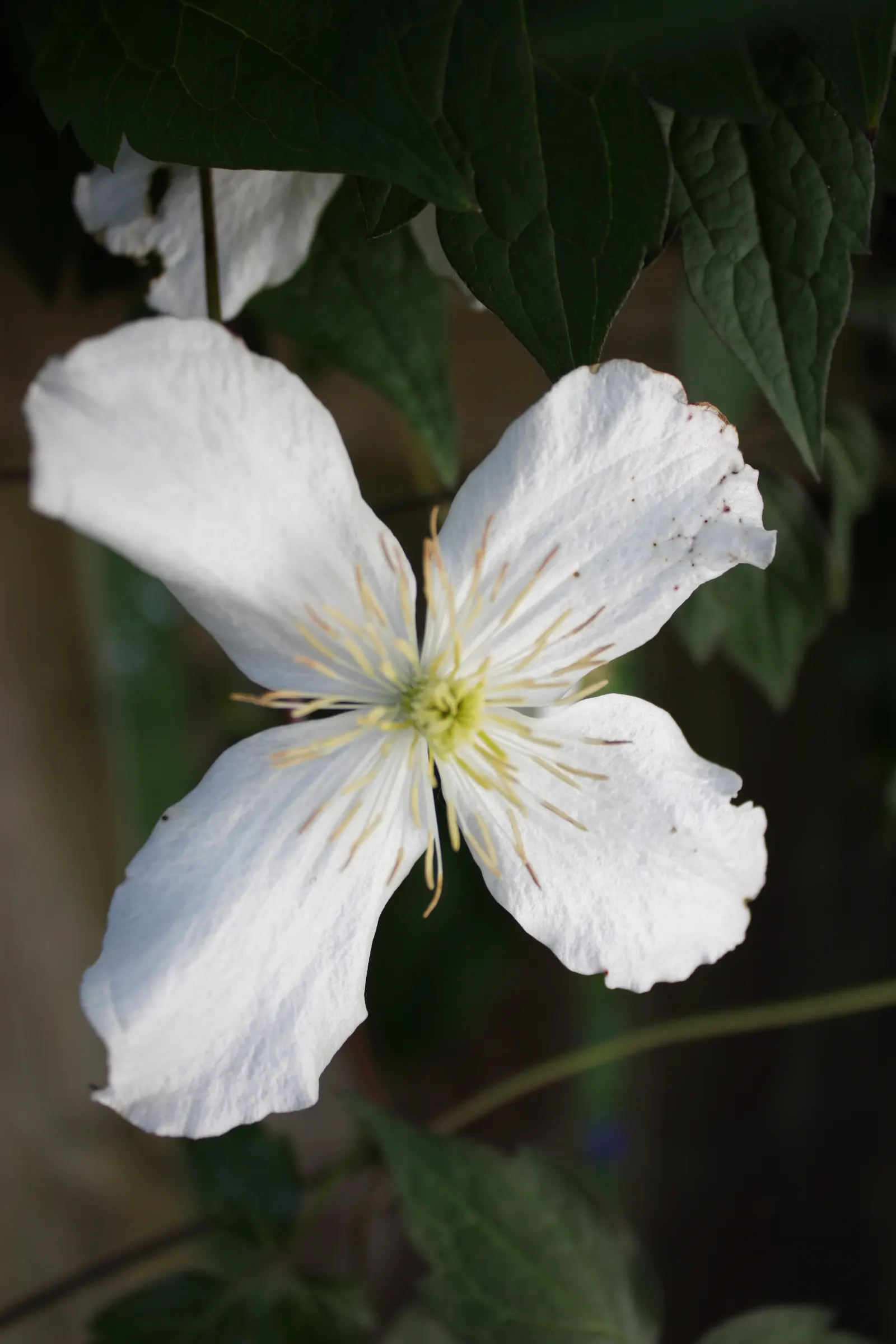 Anemone Clematis (Clematis Montana) — This hardy perennial reaches heights of 20-30 feet and thrives in full sun to part shade; and, image 56