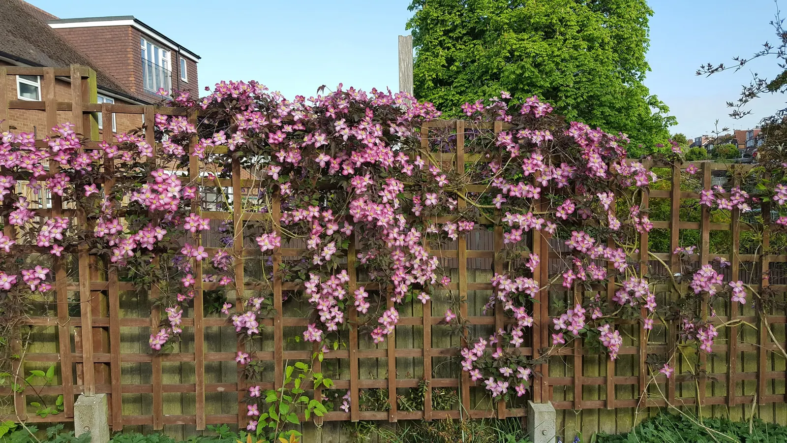 Anemone Clematis (Clematis Montana) — making it an ideal choice for covering walls, image 38