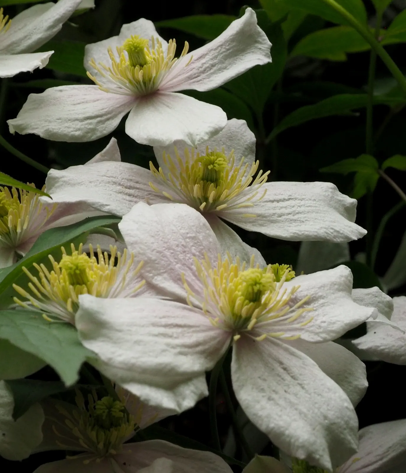 Anemone Clematis (Clematis Montana) — it is essential to provide it with well-drained soil and a position in full sun to partial shade; multi-colored and pink