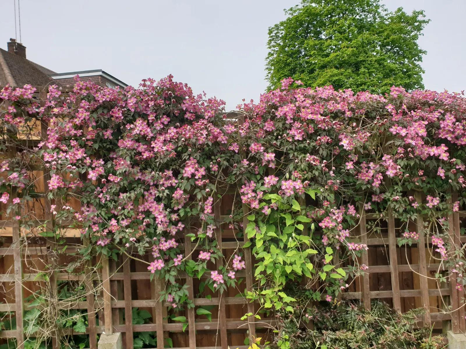 Anemone Clematis (Clematis Montana) — fragrant four-petaled flowers; clematis montana can reach impressive lengths of up to 20 to 30 feet, image 52