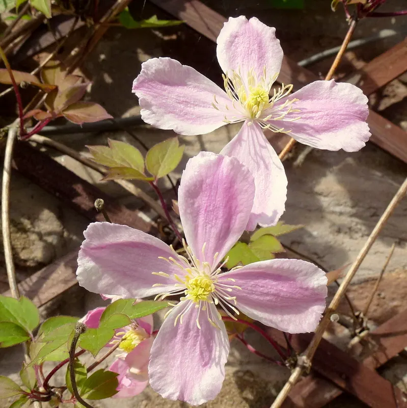 Anemone Clematis (Clematis Montana) — Ideal for trellises and fences, it suits USDA zones 6-9, preferring well-drained soil and moderate watering, image 57
