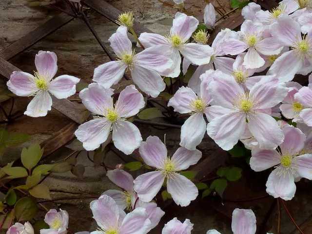 Anemone Clematis (Clematis Montana) — fragrant four-petaled flowers