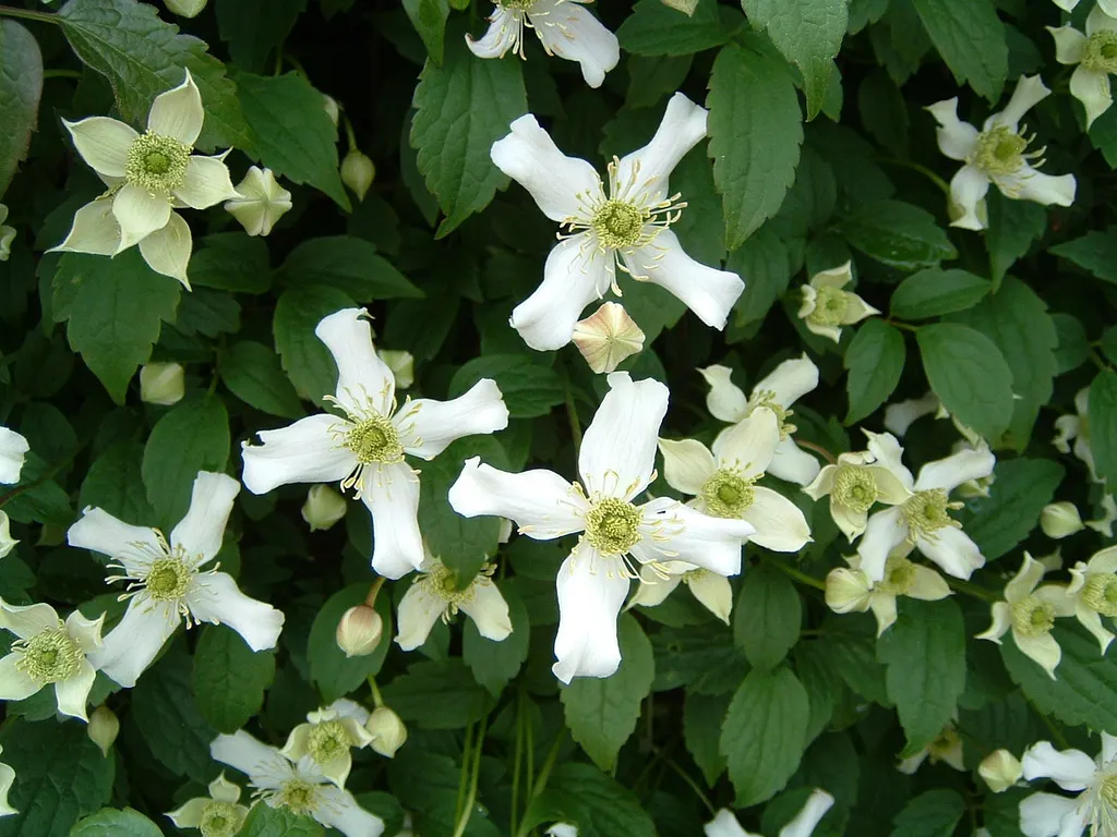 Anemone Clematis (Clematis Montana) — providing a fuller plant and extra resilience in cold weather