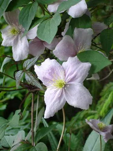 Anemone Clematis (Clematis Montana) — and fences.<br><br>In bloom; as this species is hardy in USDA zones 6 through 9