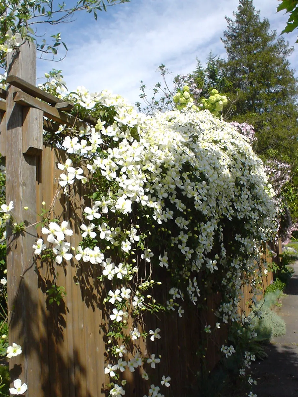 Anemone Clematis (Clematis Montana) — with a spread of about 6 to 10 feet; this hardy perennial reaches heights of 20-30 feet and thrives in full sun to part