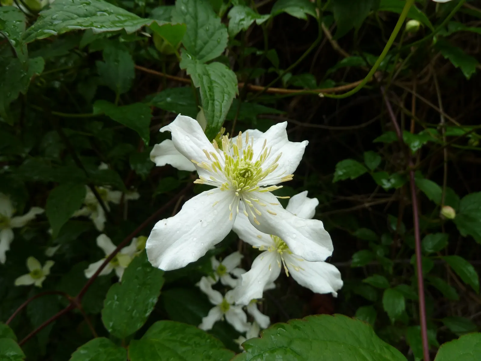 Anemone Clematis (Clematis Montana) — this species produces a profusion of sweetly-scented