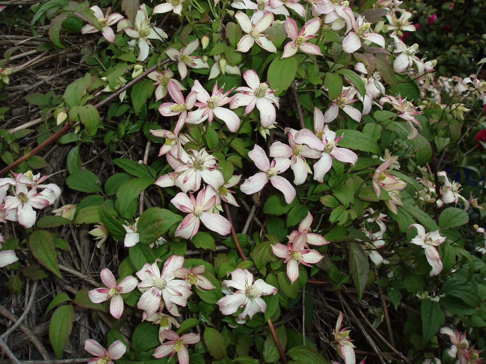 Anemone Clematis (Clematis Montana) — Its medium green, trifoliate leaves create a lush backdrop