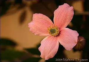 Anemone Clematis (Clematis Montana) — The Anemone Clematis (Clematis montana) is a vigorous climbing vine
