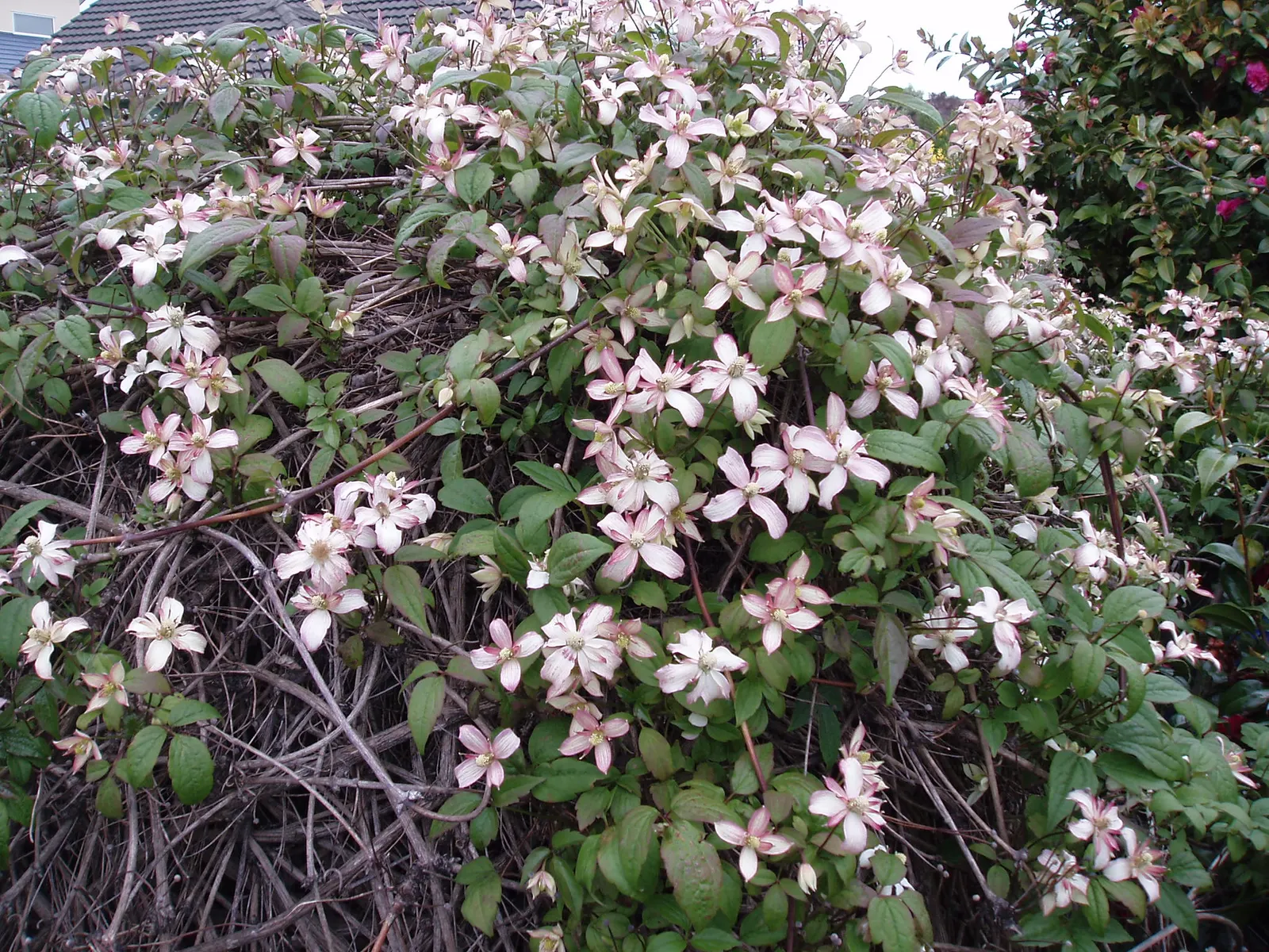 Anemone Clematis (Clematis Montana) — This hardy perennial reaches heights of 20-30 feet and thrives in full sun to part shade; and fences.<br><br>In bloom
