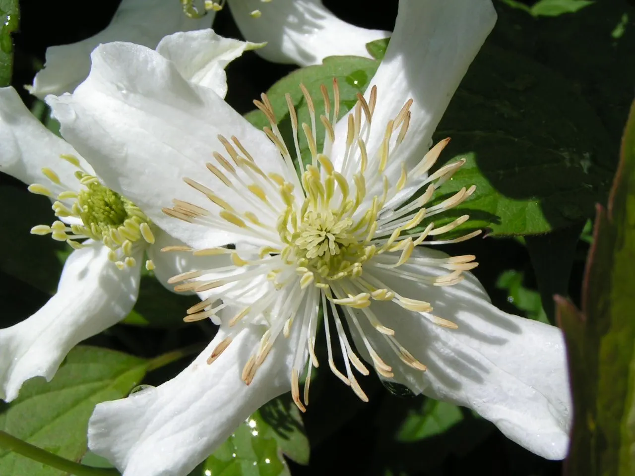 Anemone Clematis (Clematis Montana) — making it an ideal choice for covering walls