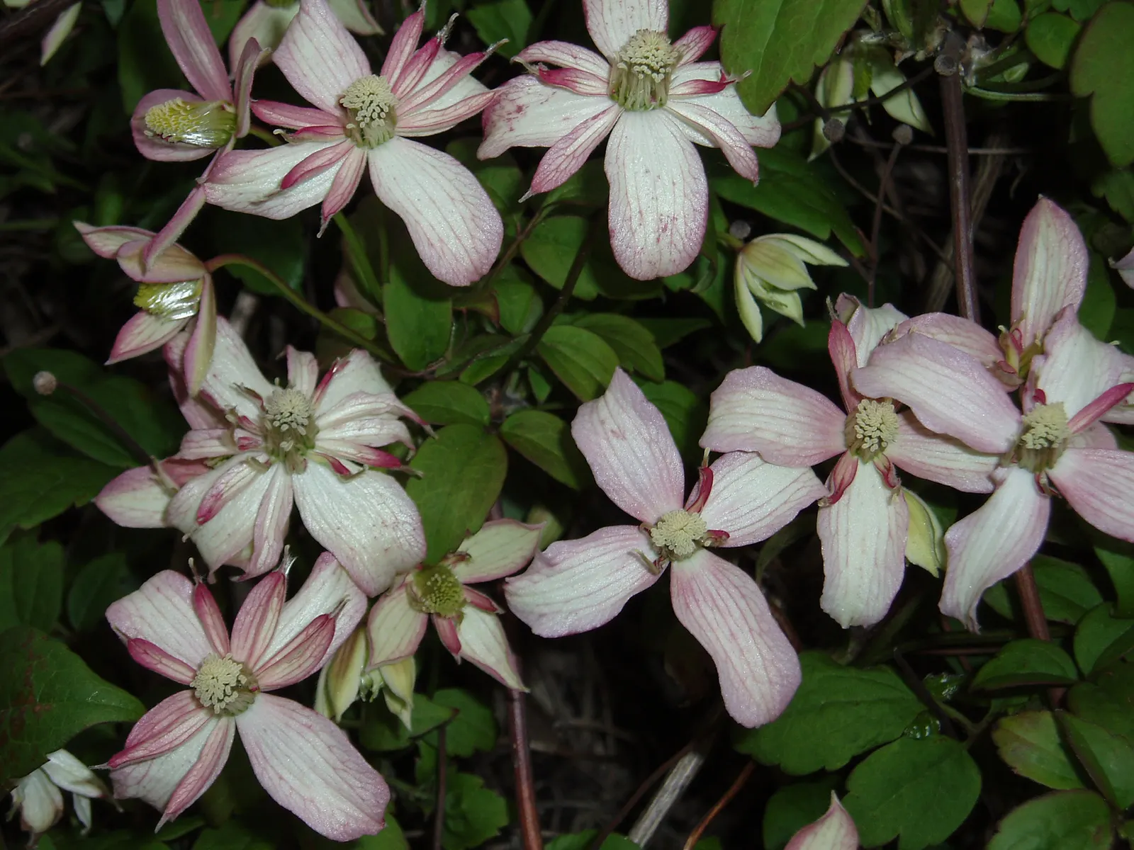 Anemone Clematis (Clematis Montana) — vine with multi-colored and pink and white blooms