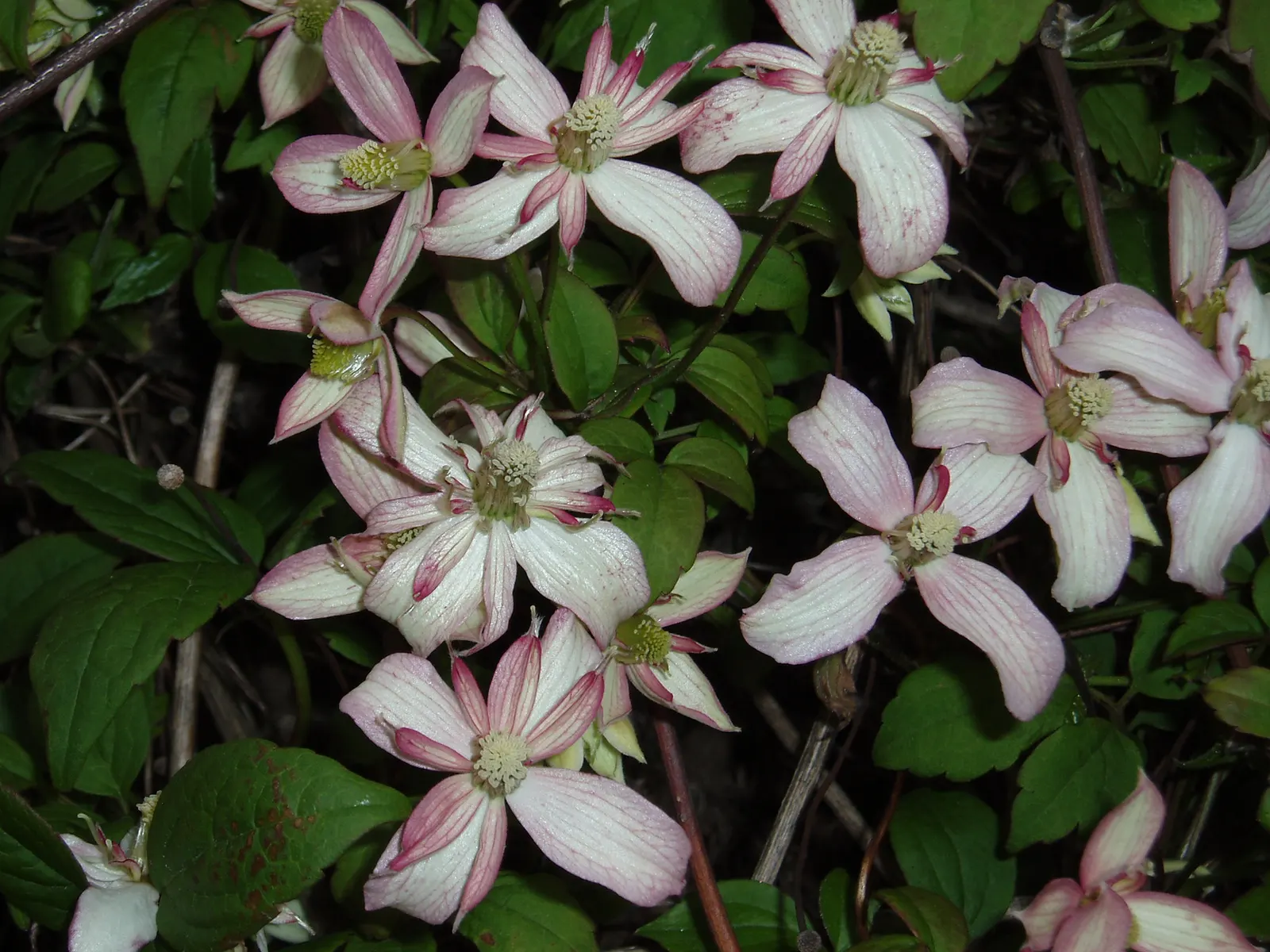 Anemone Clematis (Clematis Montana) — in late spring to early summer; vine for full or half