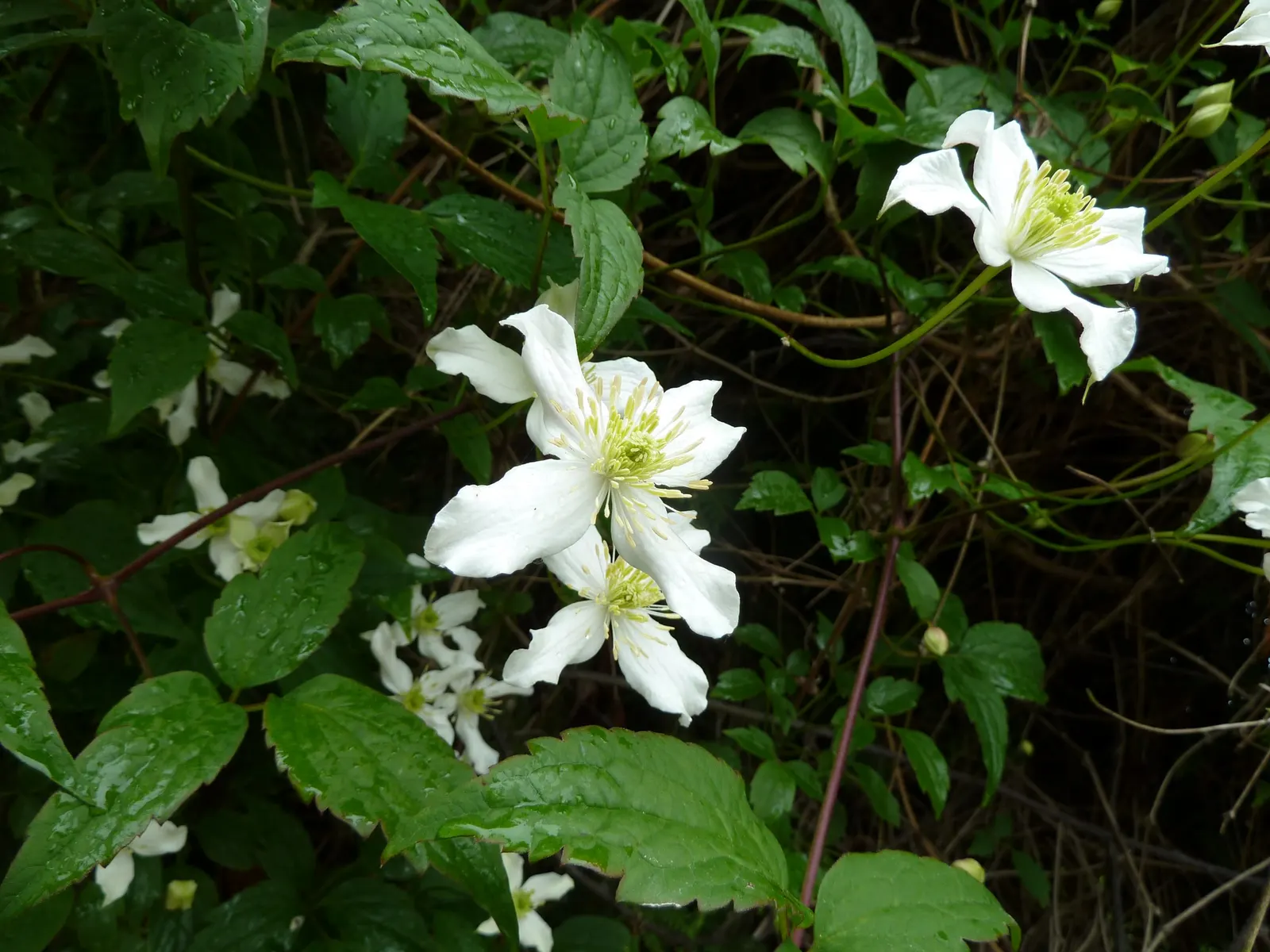 Anemone Clematis (Clematis Montana) — it is an excellent choice to bring long-lasting
