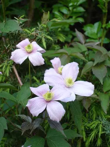 Anemone Clematis (Clematis Montana) — each spanning 2-3 inches across; it is essential to provide it with well-drained soil and a position in full, image 53
