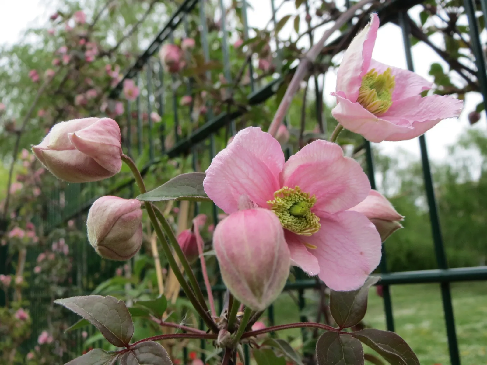 Anemone Clematis (Clematis Montana) — vine for full or half; vertical drama to their garden