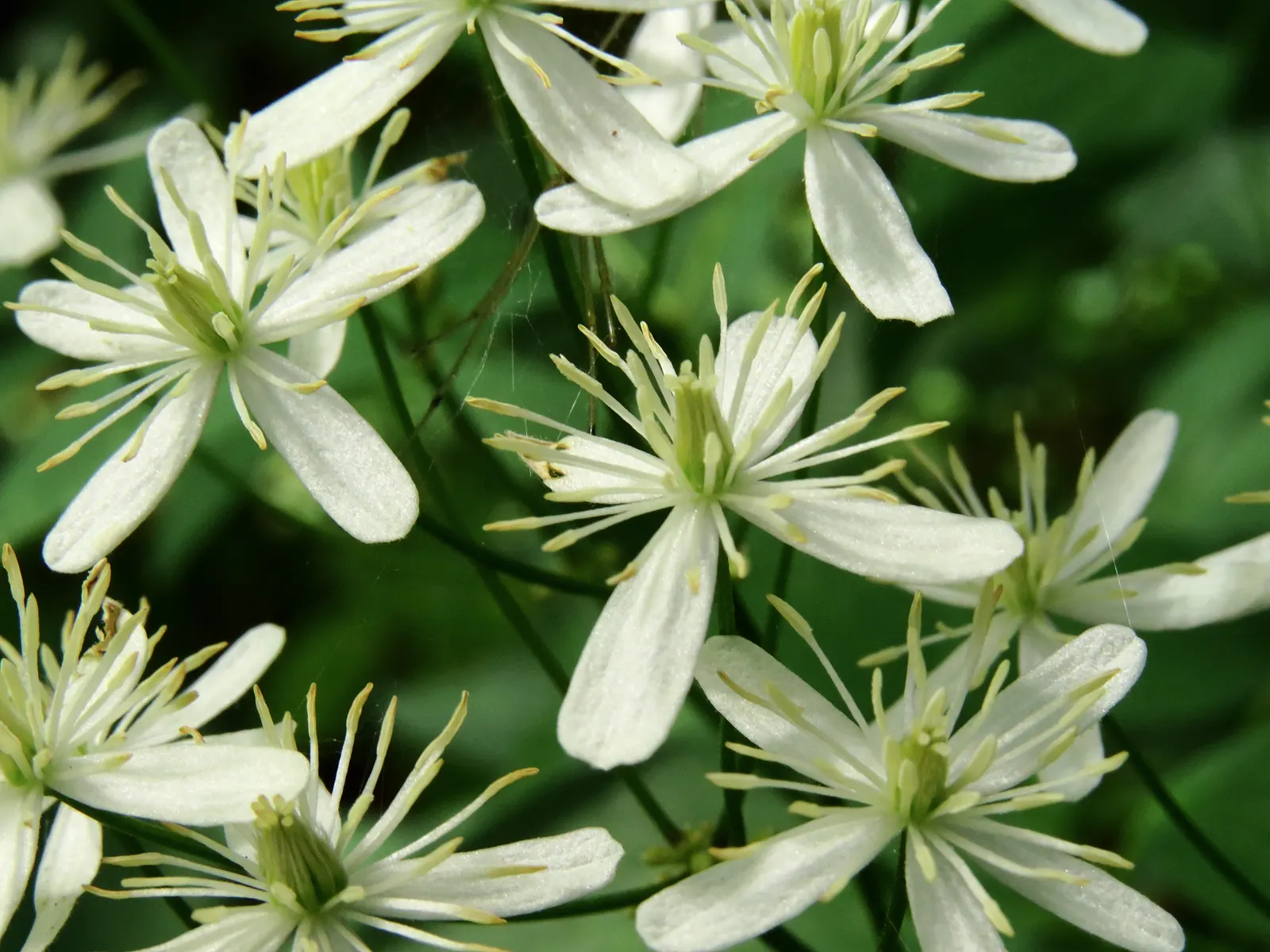 Anemone Clematis (Clematis Montana) — fast-growing deciduous vine renowned for its exceptional vigour and abundance of blooms