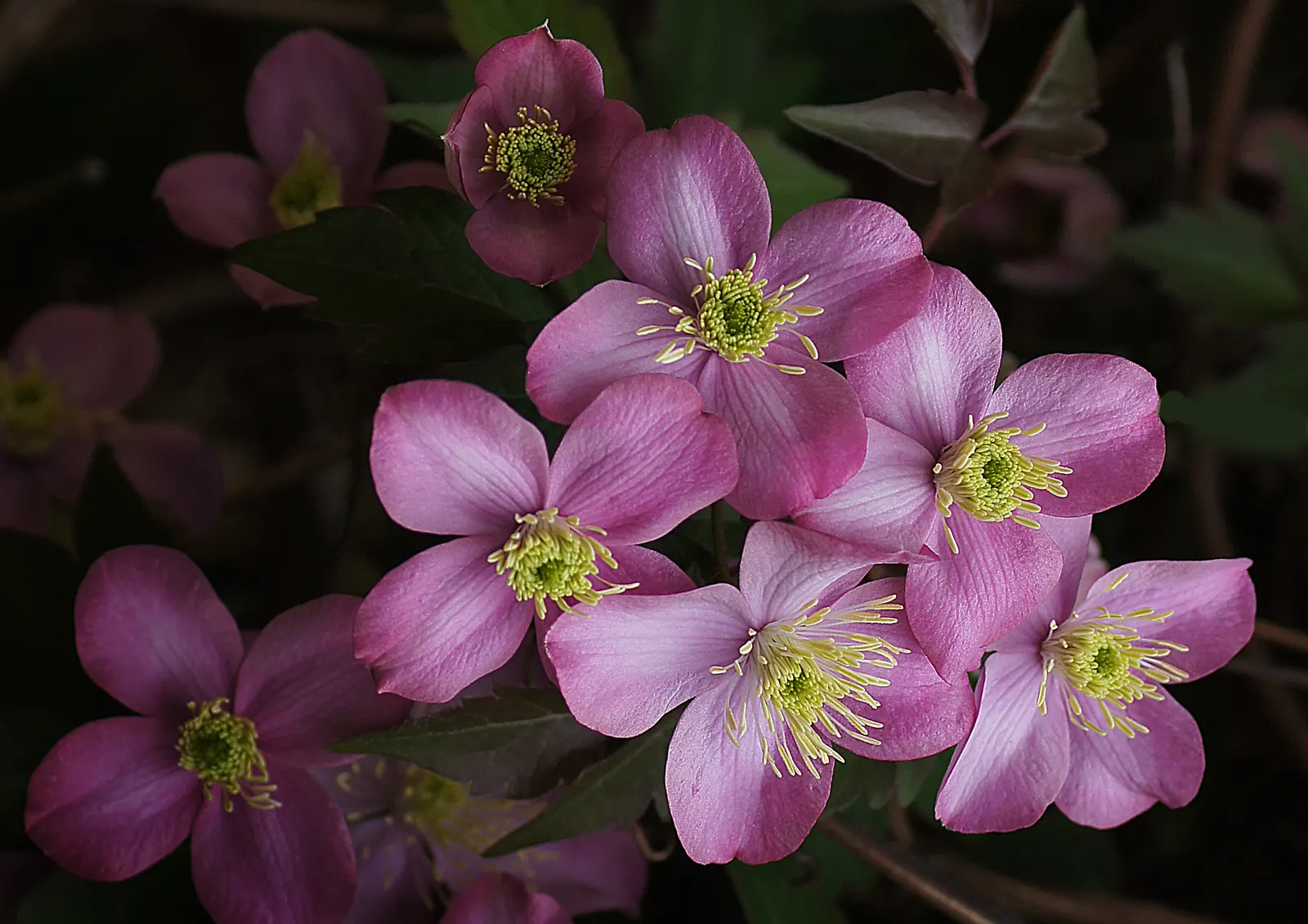 Anemone Clematis (Clematis Montana) — vertical drama to their garden