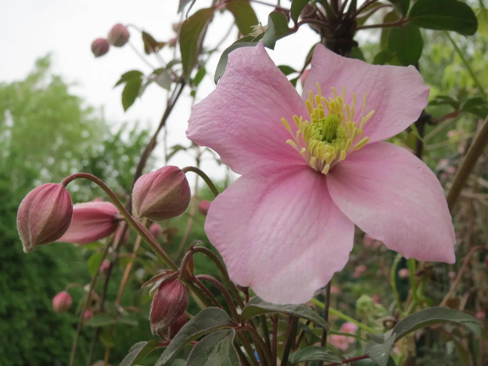 Anemone Clematis (Clematis Montana) — as this species is hardy in USDA zones 6 through 9; with a spread of about 6 to 10 feet