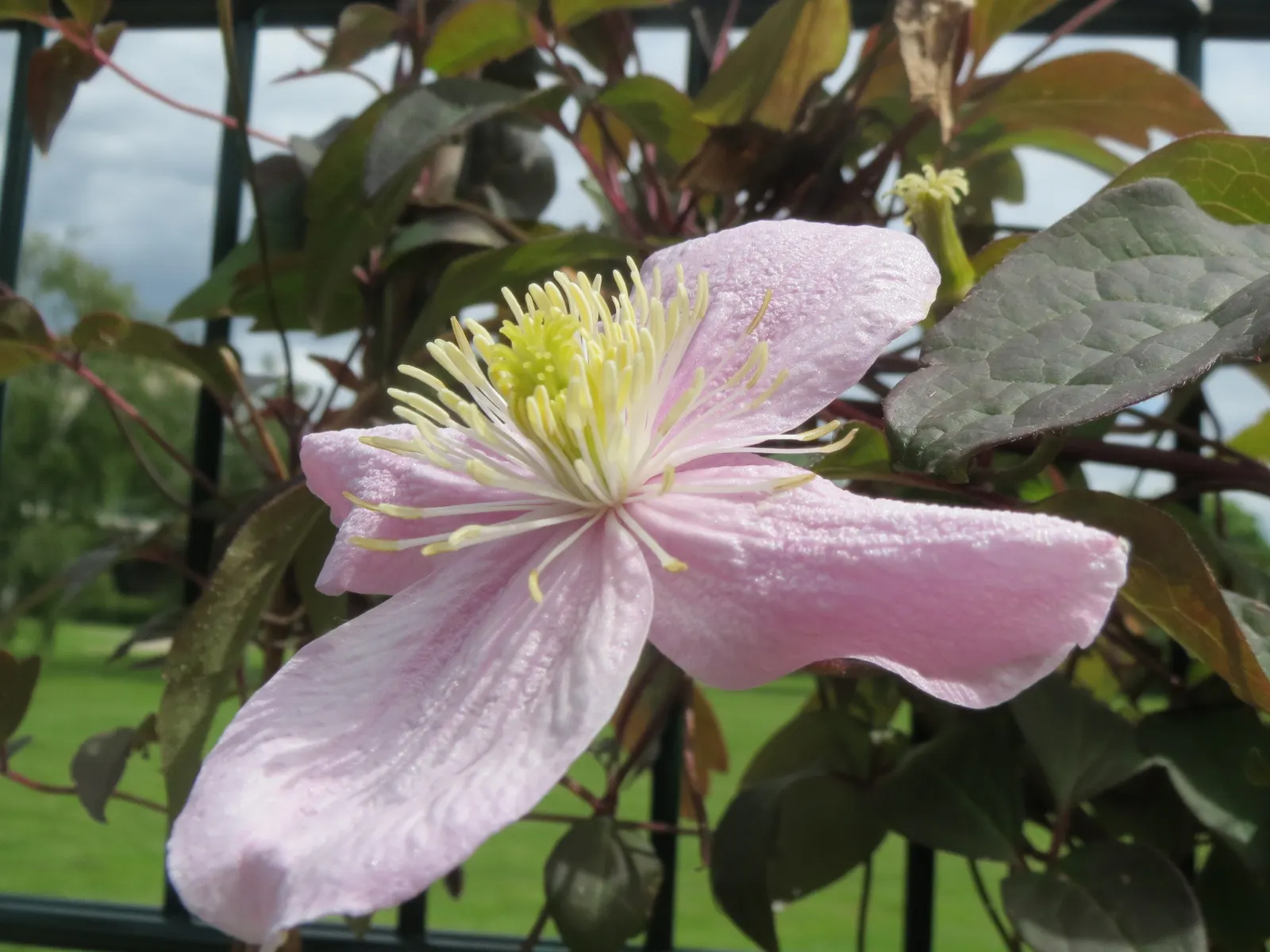 Anemone Clematis (Clematis Montana) — each spanning 2-3 inches across; it is essential to provide it with well-drained soil and a position in full sun to