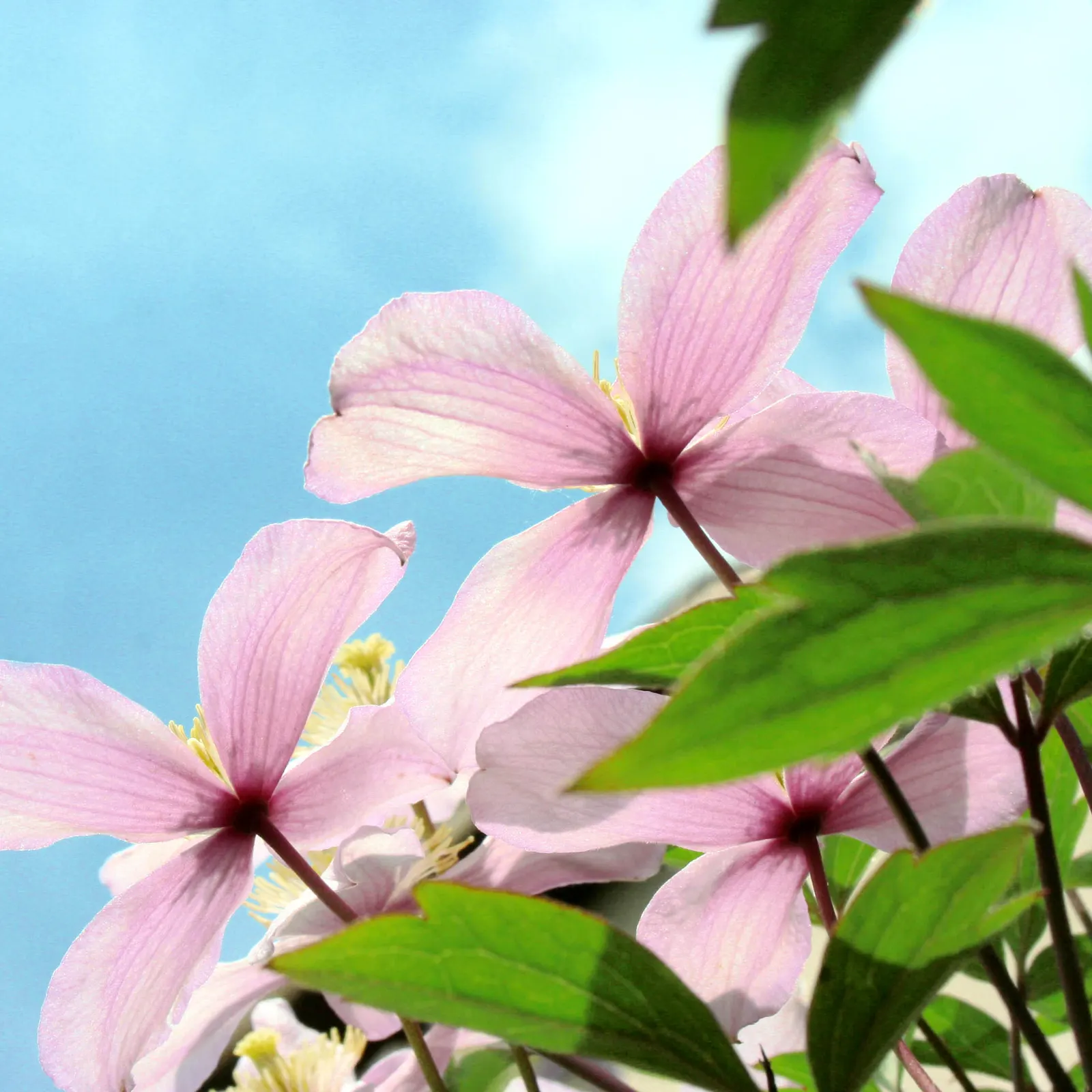 Anemone Clematis (Clematis Montana) — providing a fuller plant and extra resilience in cold weather; its medium green, trifoliate leaves create a lush backdrop