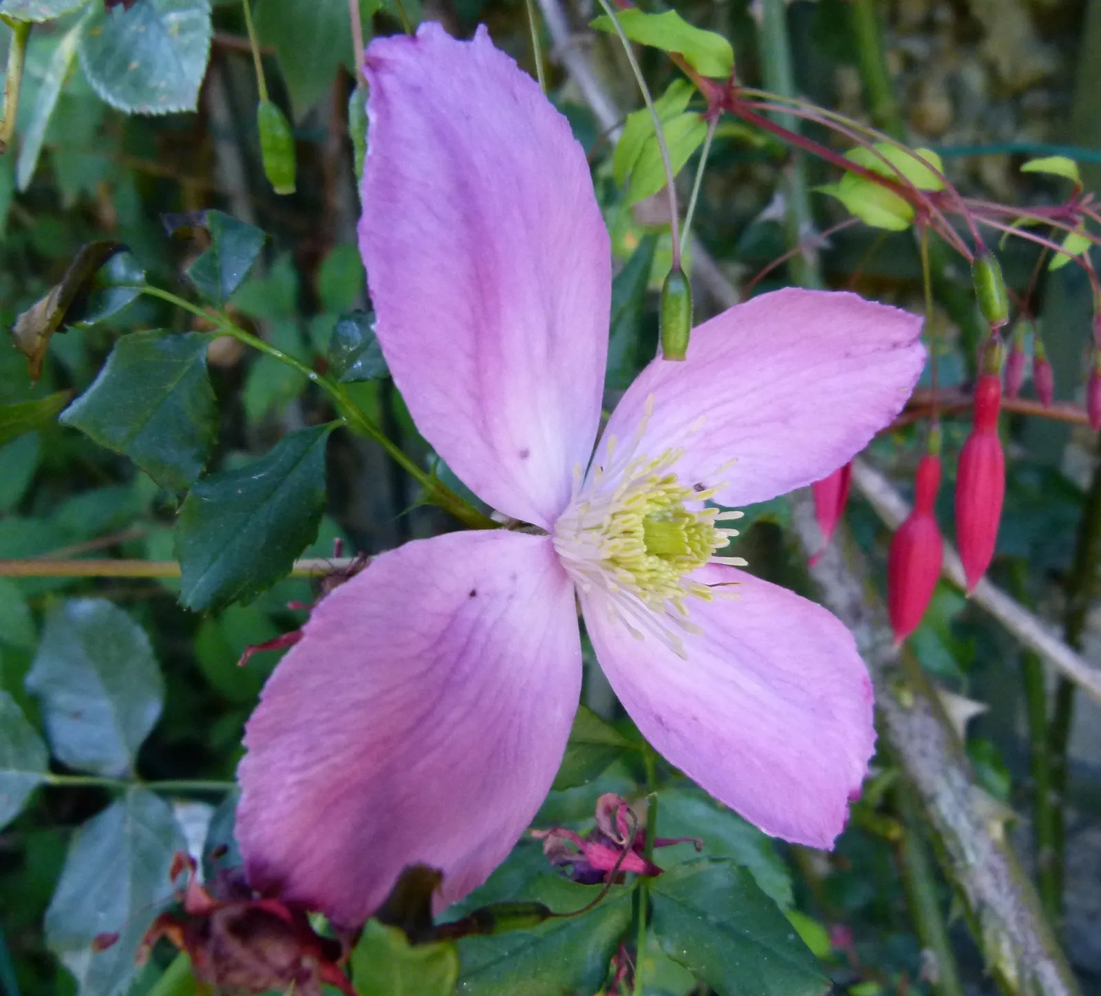 Anemone Clematis (Clematis Montana) — in late spring to early summer