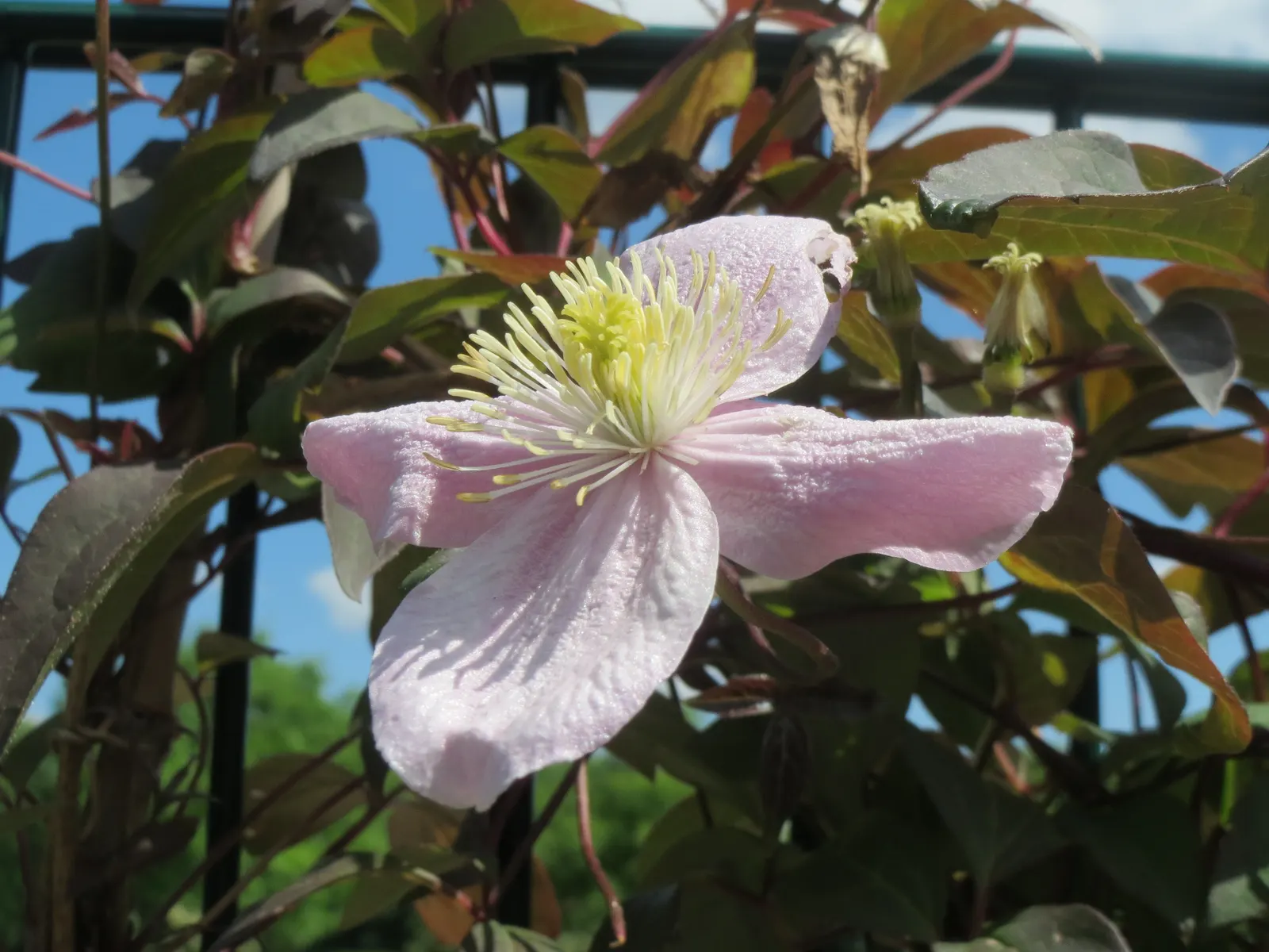 Anemone Clematis (Clematis Montana) — scientifically known as Clematis montana; each spanning 2-3 inches across